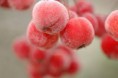 /album/galleria-foto-tempo-di-domande-e-risposte/bacche-pelose-rosse-jpg1/